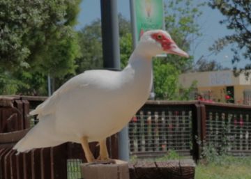 El SOS de un pueblo: urgen vecinos que adopten patos, prohibido ponerlos en la paella