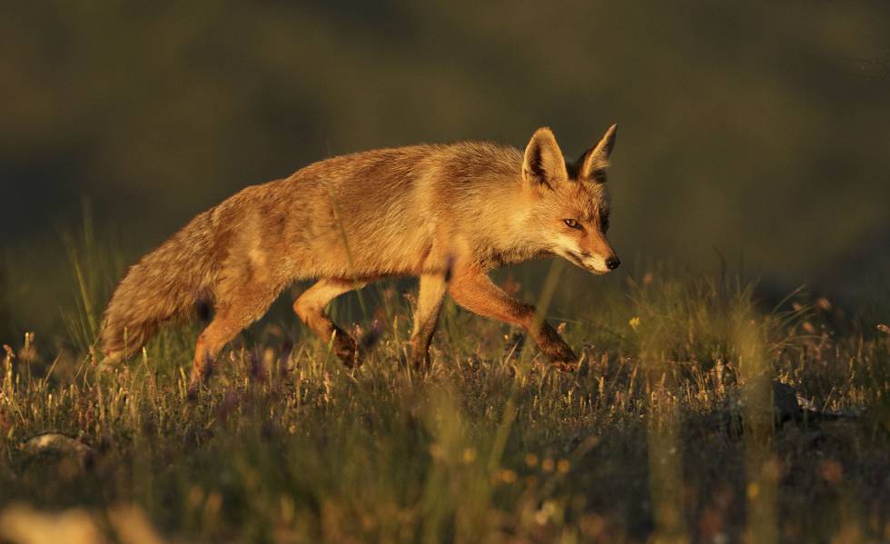 Un zorro fotografiado en el Valle de Lozoya (Madrid). 