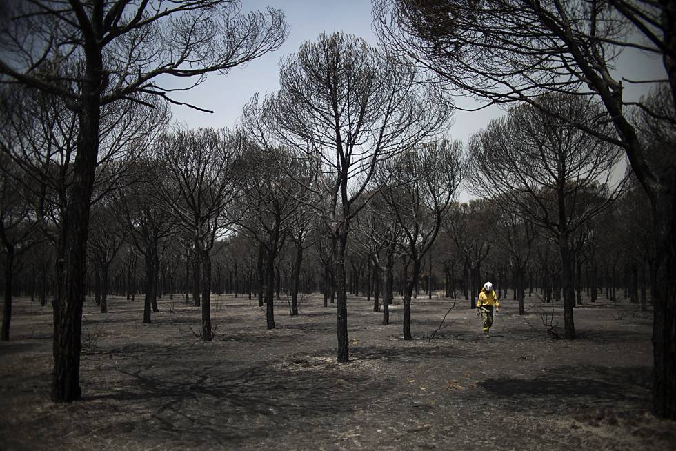 Zona arrasada por las llamas en el espacio natural de Doñana en junio de 2017.