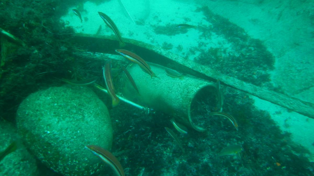 Peces entre algunos de los restos del U966 Gut Holz.