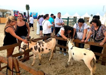 Elogio del burro a los pies de Doñana