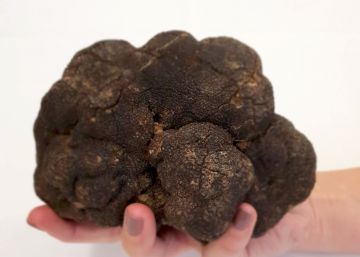Hallada en Teruel una trufa de 750 gramos