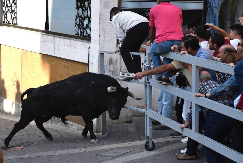 Un toro rezagado mata a un hombre en los encierros de Cuéllar 1567072178_015726_1567073435_noticia_normal