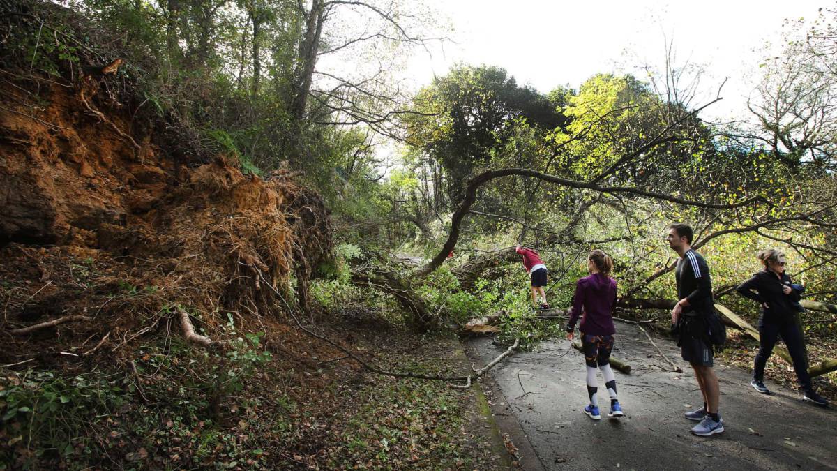 Caída de un árbol este domingo en Asturias.