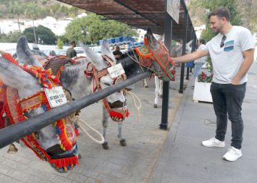 Un turista acaricia a un burro-taxi de Mijas, este martes. 