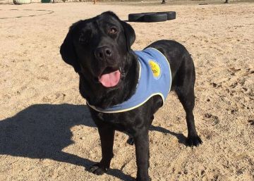 Unos atracadores roban a punta de pistola una perra de asistencia a discapacitados