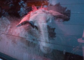 Detenido en Valencia un hombre por llevar tres corderos vivos en un coche