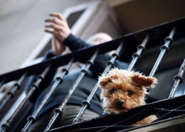 Un hombre lanza a su perro por el balcón y lo remata en la calle tras ser denunciado por romper el confinamiento