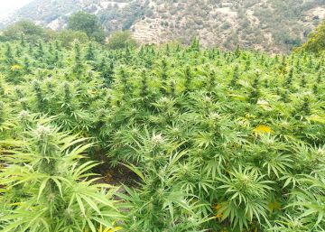 ¿Saben los ladrones de cáñamo que lo que roban no es marihuana?