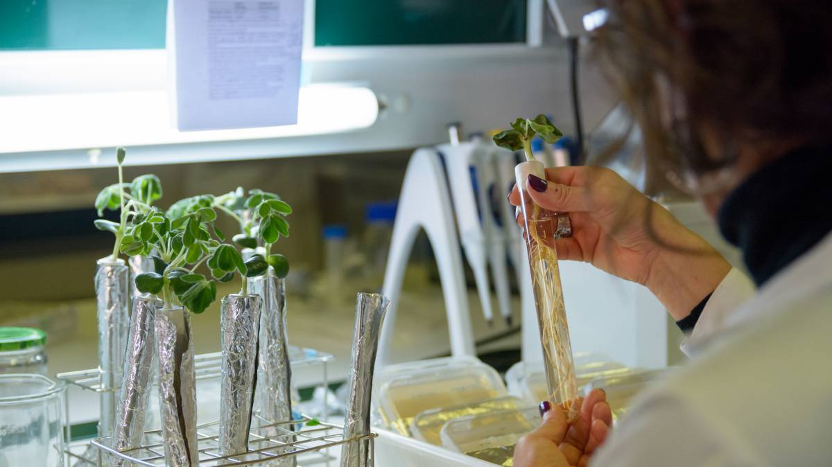 Una investigadora del Departamento de Microbiología y Genética revisa unos ejemplares de leguminosas