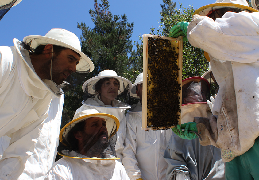 Curso de apicultura de Artesanamente.
