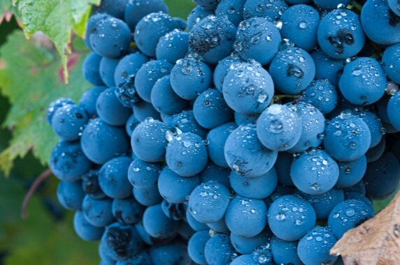 El 83% de la superficie cultivada de esta uva se encuentra en España