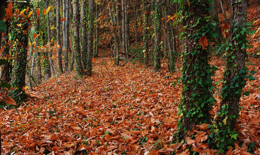 Otoño Mágico en el Valle del Ambroz