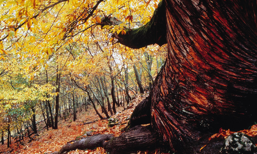 Otoño Mágico en el Valle del Ambroz