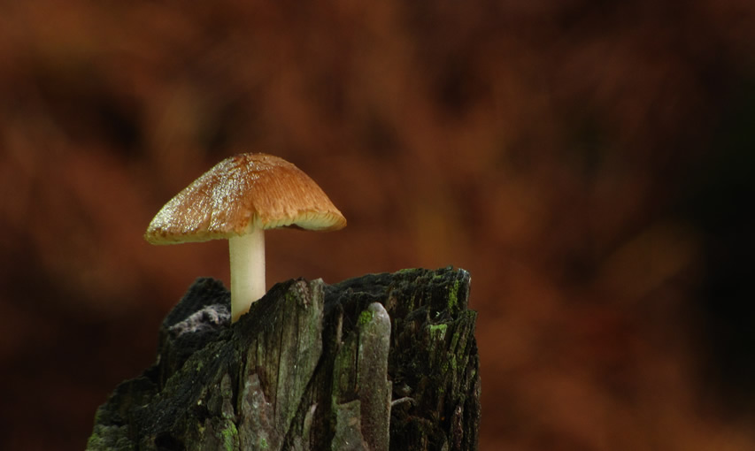 Otoño Mágico en el Valle del Ambroz