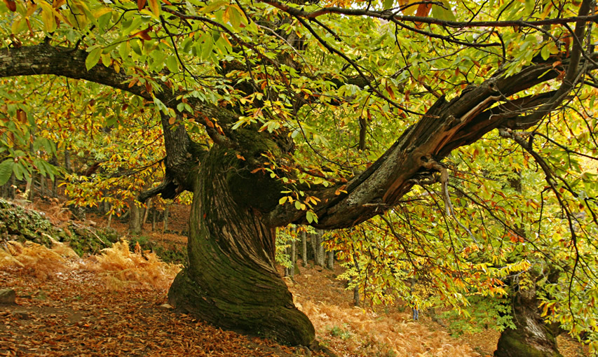 Otoño Mágico en el Valle del Ambroz