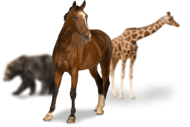 caballos, jirafas, cebras, osos…