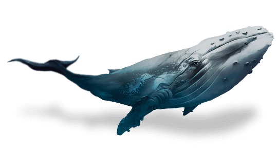 Ballenas boreales