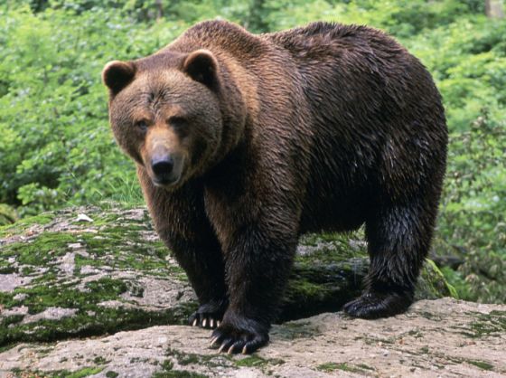 Taiga ubicación, ¿Qué es? sus características y mucho más