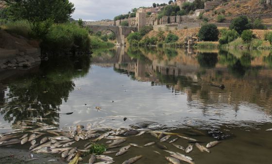 Peces muertos en el río Tajo a su paso por Toledo.