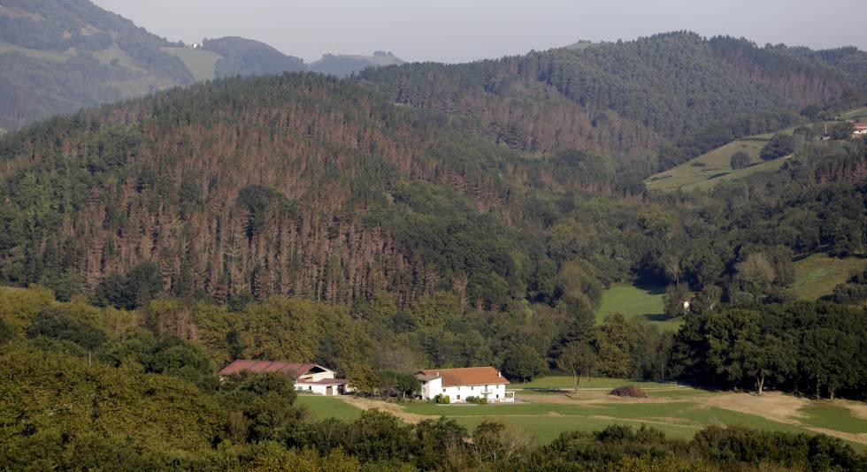 Árboles con tono rojizo en un pinar de Zumaia (Gipuzkoa) afectado por la enfermedad de la banda roja.