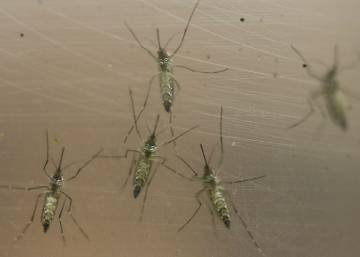 Erradicado de Fuerteventura el mosquito que transmite el zika y el dengue