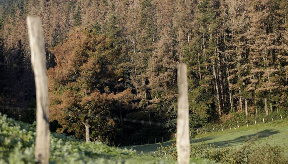 Euskadi Decide Fumigar Con Oxido Cuproso Miles De Pinos Enfermos Sociedad El Pais