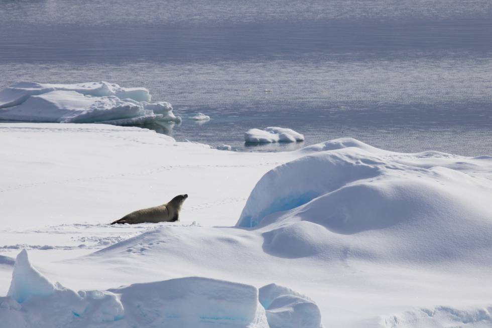 Imagen de una foca en la Antártida.