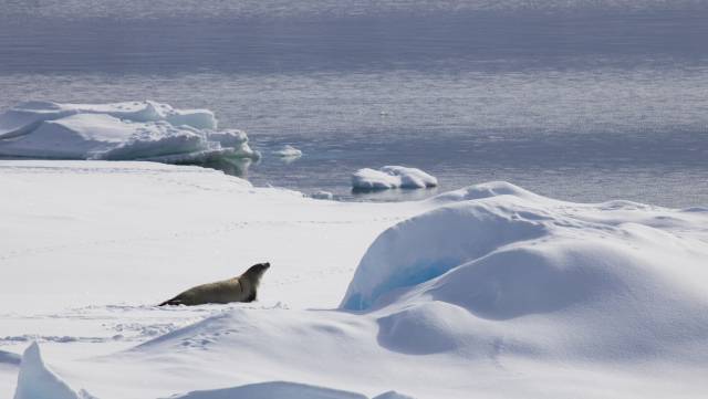 Imagen de una foca en la Antártida.