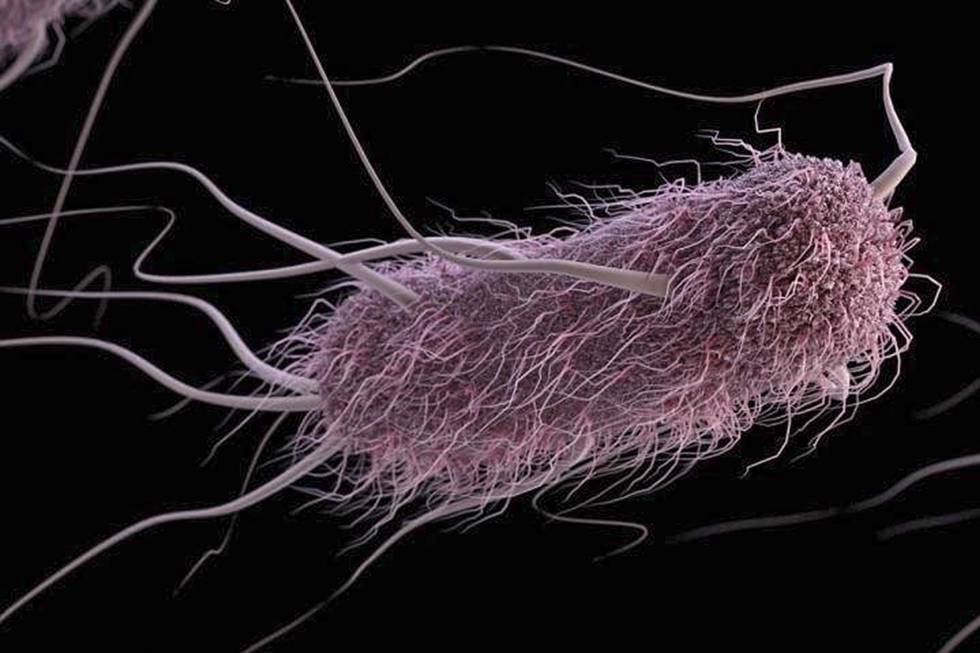 Una bacteria escherichia coli