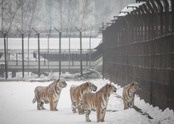 China da aparente marcha atrás y mantiene el veto al comercio de tigre y rinoceronte