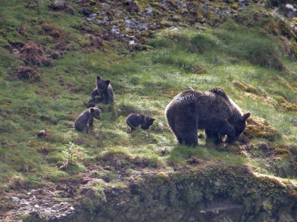 Una osa con tres crías en la zona occidental de la Cordillera Cantábrica.