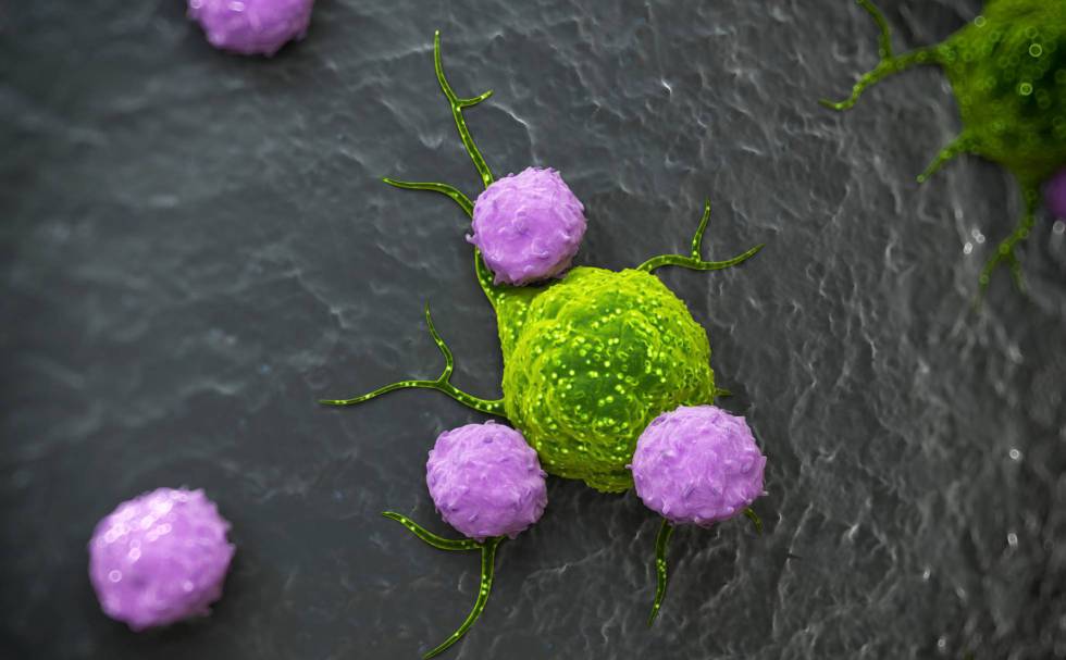 RecreaciÃ³n artÃ­stica de linfocitos atacando una cÃ©lula cancerÃ­gena. 