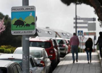 No son mascotas, son jabalíes y salvajes