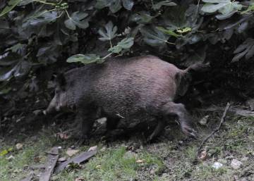 La policía abate un jabalí en el casco urbano de Avilés