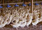 La justicia de EE UU ratifica la prohibición del ‘foie gras’ en California