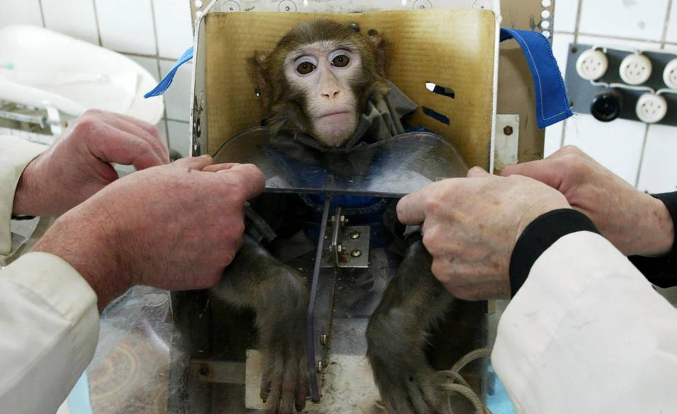 Ensayo médico con un macaco en Rusia en 2003.