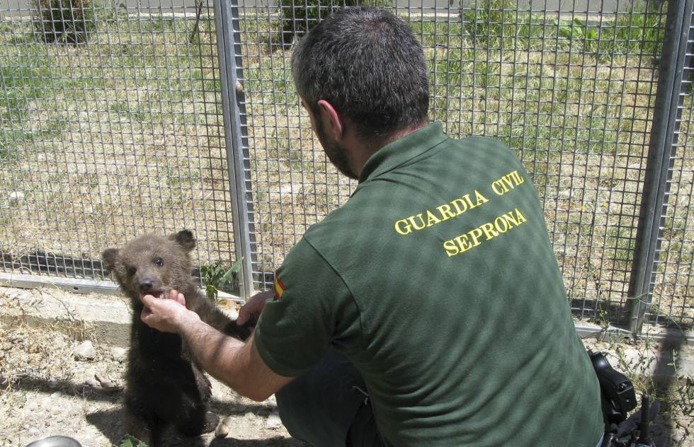 Agente del Seprona en una actuación del servicio. 