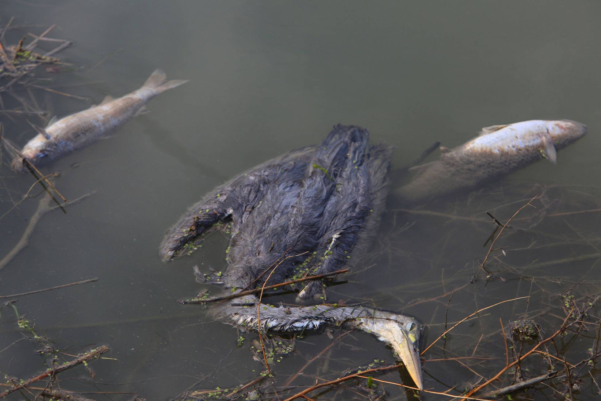 Un ave y peces muertos en la barrera de contención situada el cauce antiguo del río Segura.