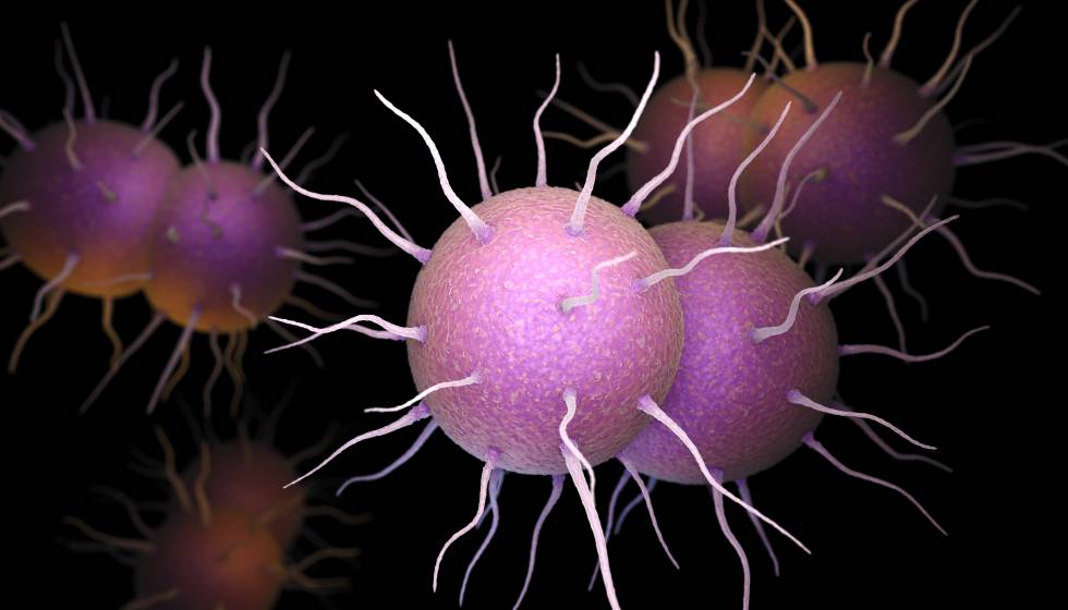 Image microscopique de 'Neisseria gonorrhhoeae', la bactérie responsable de la gonorrhée.