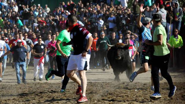 Festejo del Toro de la Vega en 2017 en Tordesillas.