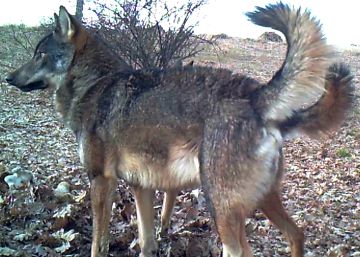 En primer plano una loba de la población de Madrid, y detrás otro ejemplar.