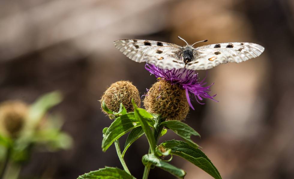 Mariposa Apolo, una de las que mÃ¡s sufren el efecto del cambio climÃ¡tico.