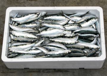 Cómo las bandejas del pescado pueden acabar en las paredes de tu habitación