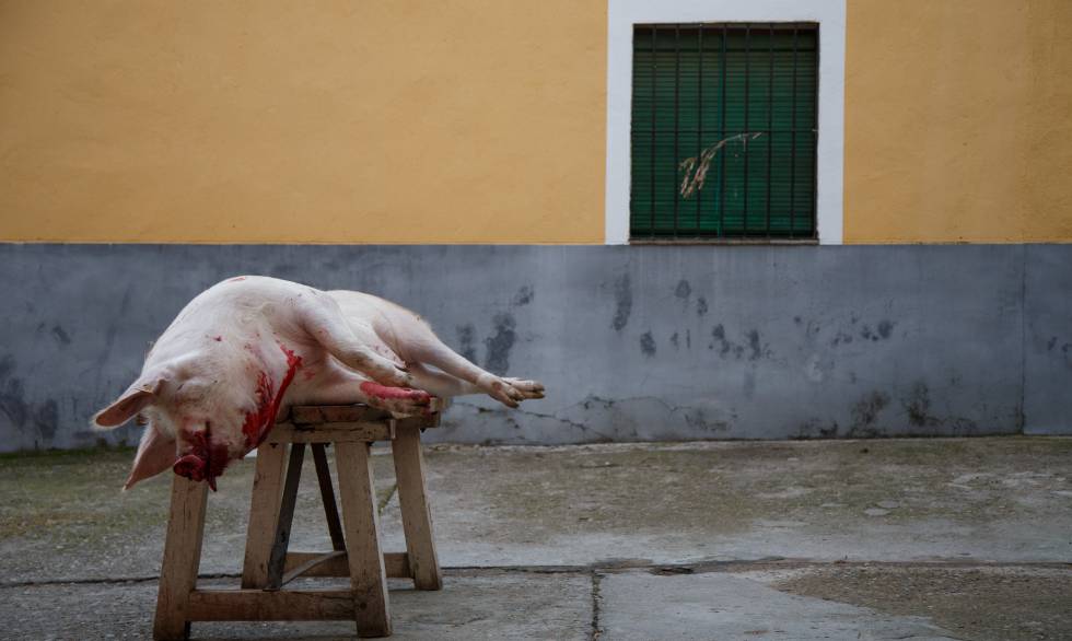 Un cerdo tras ser sacrificado en una matanza en un pueblo de Toledo.