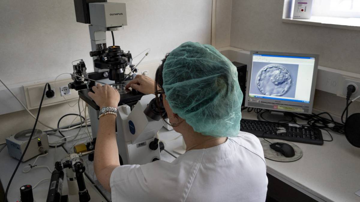 Una doctora observa una muestra de embrión en el Hospital Virgen del Rocío en Sevilla.