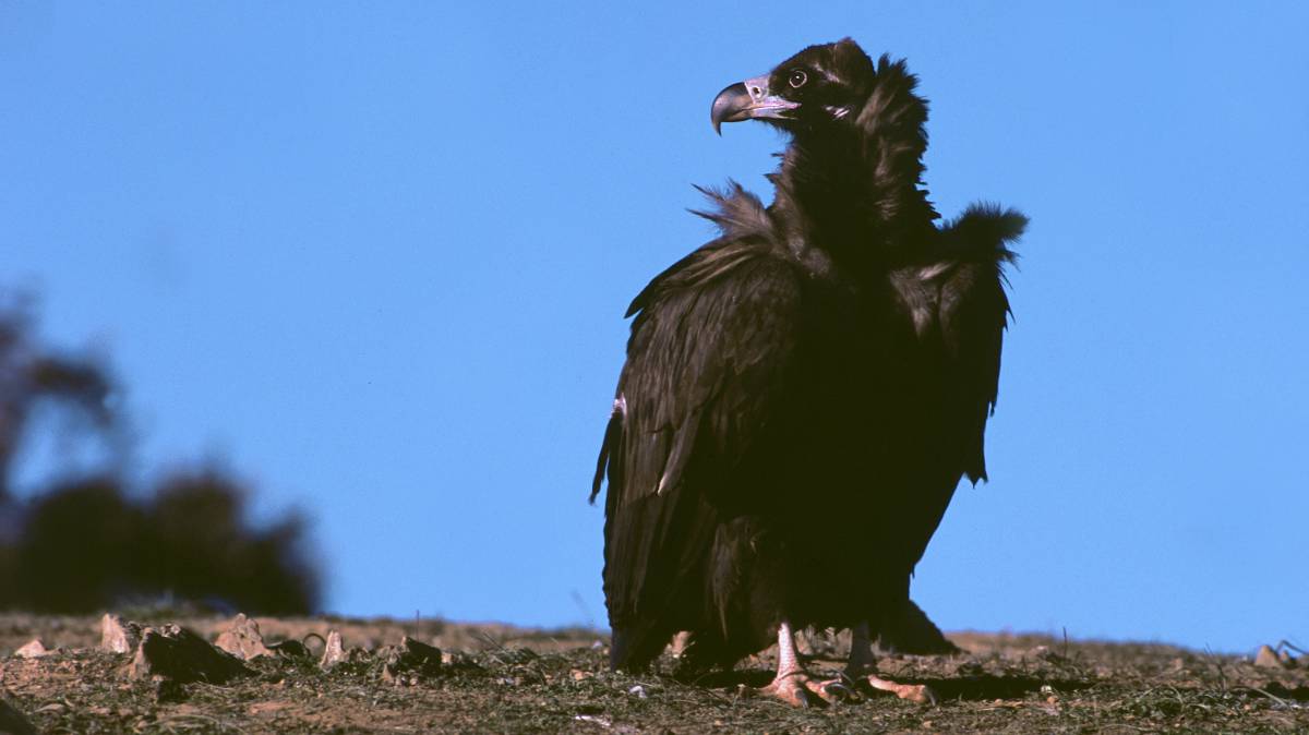 Buitre negro en la sierra de San Pedro.