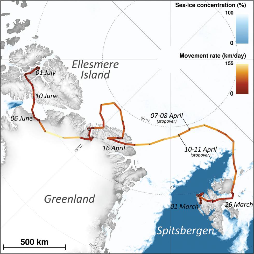 La ruta seguida por la zorra Ã¡rtica.