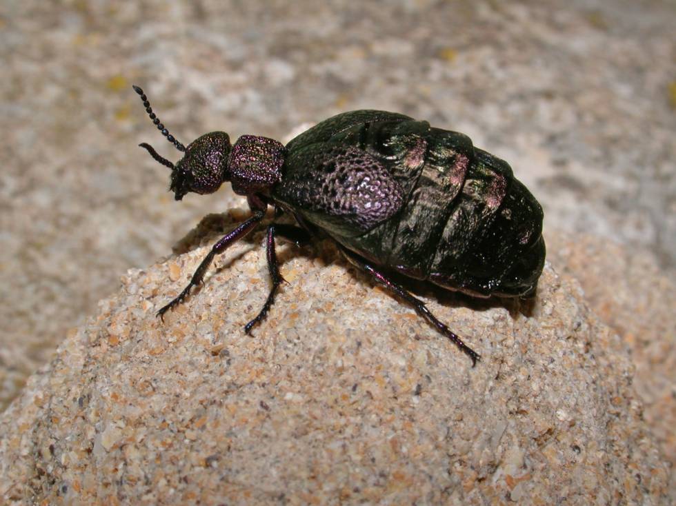 Uno de los escarabajos amenazados.