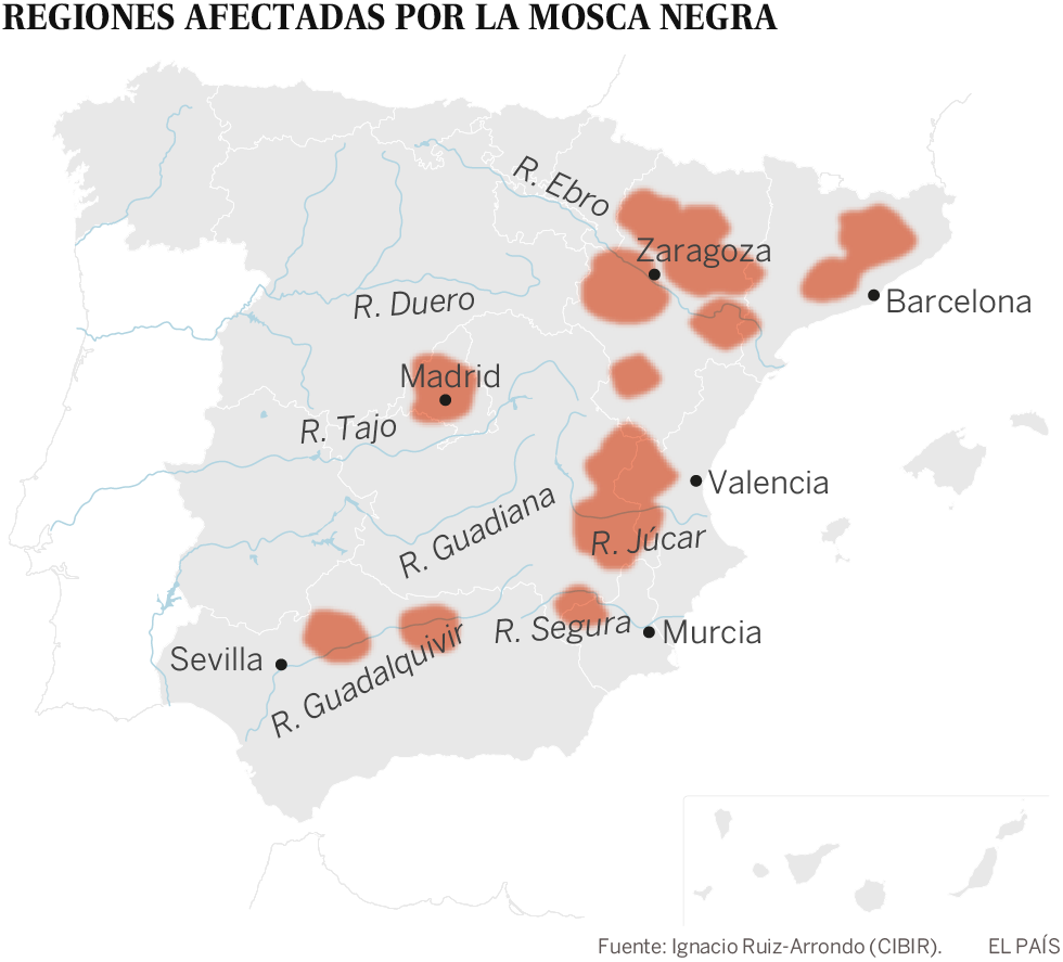 La mosca negra, la plaga que acecha en los rÃ­os espaÃ±oles